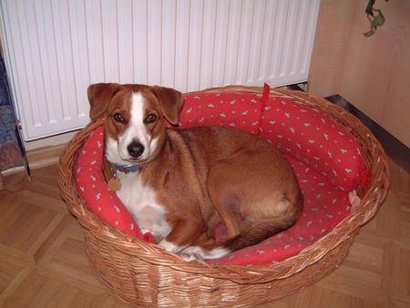 Österreichischer Pinscher Alrun von der Valentinaue (Jana)