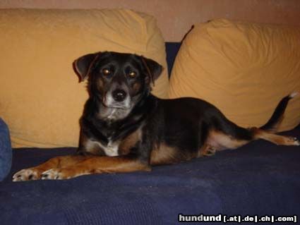 Österreichischer Pinscher Molly vom Sofa