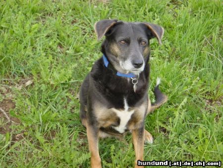 Österreichischer Pinscher Molly