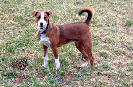 Österreichischer Pinscher Alrun von der Valentinaue (Jana)