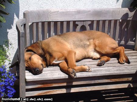 Österreichischer Pinscher Jeremias vom Schildbach (10 J.) \ Wenn diese ewige bräunen nicht so müde machte...