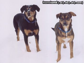 Österreichischer Pinscher Cleo vom Bogenhof und ihre Tochter Ayla vom Stadtgutteich im Jänner 2004