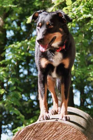 Österreichischer Pinscher Grisy (Griselda vom Bogenhof)