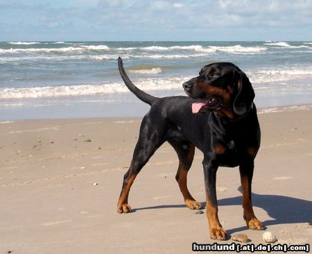 Polnische Bracke Hunde Foto 21460 Polnische Bracke Polnische Bracke