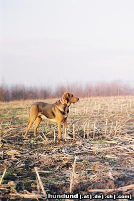 Polnische Bracke Hunde Foto 23774 in höherer Auflösung ansehen Polnische Bracke