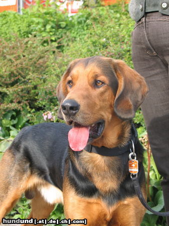 Polnische Bracke Hunde Foto 46418 in höherer Auflösung ansehen Polnische Bracke Klarnet Goniwiatr