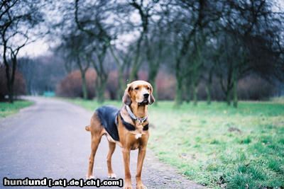 Polnische Bracke Hunde Foto 23775 in höherer Auflösung ansehen Polnische Bracke Puzon z Poludniowej Kniei