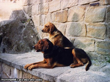 Polnische Bracke Hunde Foto 21396 Polnische Bracke Beta und Gufi