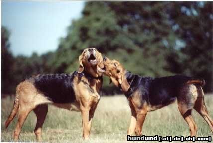 Polnische Bracke Hunde Foto 8974 Polnische Bracke Gufi, Beta und Aria