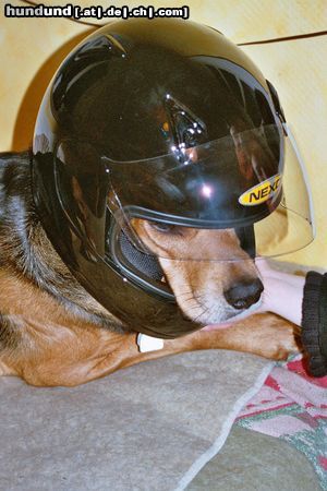 Polnische Bracke Smirnoff (Kornet ze Stadniny Cisowiek) als Biker (Bajka heißt seine Mama!)