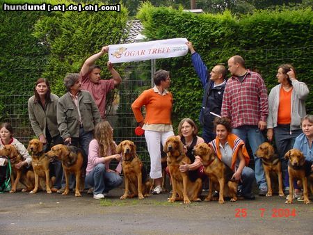 Polnische Bracke Hunde Foto 13866 Polnische Bracke Ogar Treff Recklinghausen 2004
