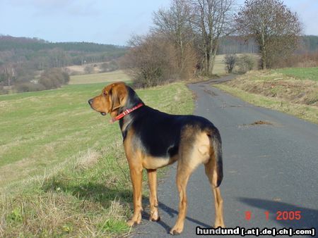 Polnische Bracke REJENT- Galicyjska Sfora 