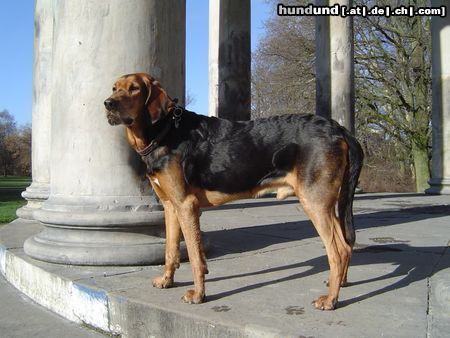 Polnische Bracke Hunde Foto 12164 Polnische Bracke Gufi in Herrenhausen