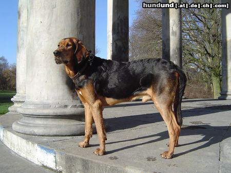 Polnische Bracke Gufi in Herrenhausen