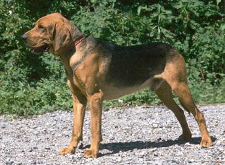 Polnische Bracke Hunde Foto 150 Polnische Bracke