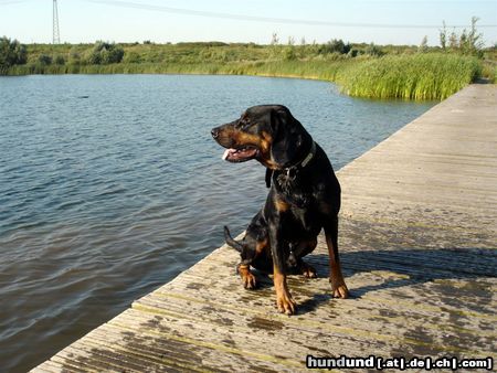 Polnische Bracke Hunde Foto 14630 Polnische Bracke Polnische Bracke