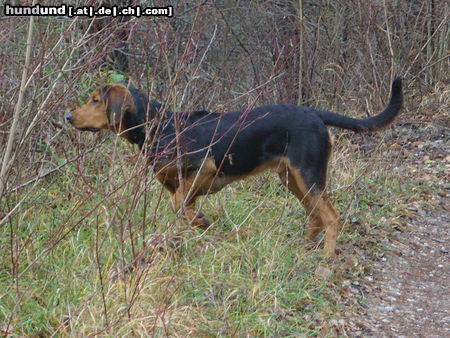 Polnische Bracke ogar polski mit 7 monaten