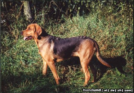 Polnische Bracke Hunde Foto 3051 Polnische Bracke Struna Goniwiatr