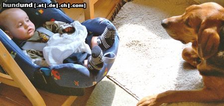 Polnische Bracke Hunde Foto 21386 in höherer Auflösung ansehen Polnische Bracke Brackenpolnisch als Muttersprache