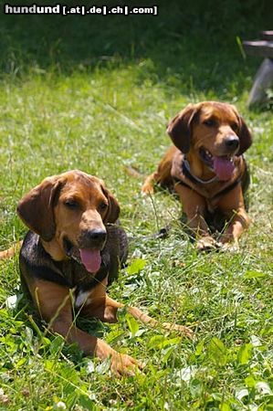 Polnische Bracke Hunde Foto 23786 in höherer Auflösung ansehen Polnische Bracke Hasta&Puzon Poludniowa Knieja