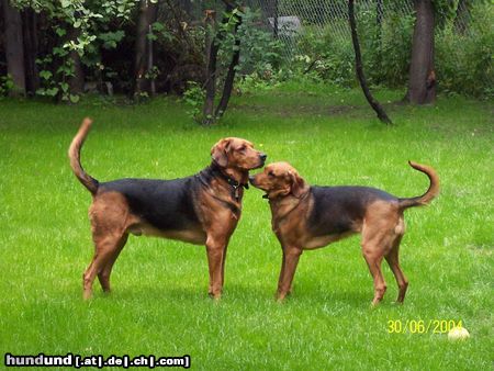 Polnische Bracke Hunde Foto 18142 in höherer Auflösung ansehen Polnische Bracke Dunia, Poszly w las, Polen