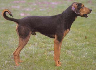 Polnische Bracke Hunde Foto 81 Polnische Bracke