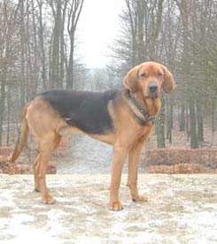 Polnische Bracke Hunde Foto 82 Polnische Bracke