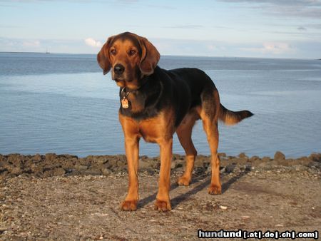 Polnische Bracke Hunde Foto 46860 Polnische Bracke