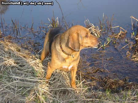 Polnische Bracke Hunde Foto 18493 in höherer Auflösung ansehen Polnische Bracke CAMENA Cantus Caninus