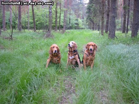 Polnische Bracke Hunde Foto 19608 Polnische Bracke