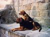 Polnische Bracke Foto: Beta und Gufi (ID 21396) Polnische Bracke Hund