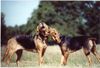 Polnische Bracke Foto: Gufi, Beta und Aria (ID 8974) Polnische Bracke Hund