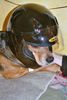 Polnische Bracke Foto: Smirnoff (Kornet ze Stadniny Cisowiek) als Biker (Bajka heißt seine Mama!) (ID 21348) Polnische Bracke Hund