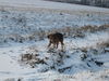 Polnische Bracke Foto: Sehr aufmerksam! (ID 28742) Polnische Bracke Hund