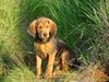 Polnische Bracke Foto: Rejent - Galicyjska Sfora (ID 13864) Polnische Bracke Hund