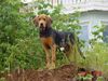 Polnische Bracke Foto: Rejent - Galicyjska Sfora (ID 13865) Polnische Bracke Hund