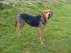 Polnische Bracke Foto: REJENT- Galicyjska Sfora (ID 19596) Polnische Bracke Hund