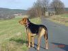 Polnische Bracke Foto: REJENT- Galicyjska Sfora (ID 19598) Polnische Bracke Hund