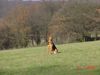 Polnische Bracke Foto: REJENT- Galicyjska Sfora (ID 19597) Polnische Bracke Hund