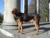 Polnische Bracke Foto: Gufi in Herrenhausen (ID 12164) Polnische Bracke Hund