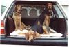 Polnische Bracke Foto: Gufi, Beta und Aria (ID 8973) Polnische Bracke Hund