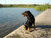 Polnische Bracke Foto: Polnische Bracke (ID 14630) Polnische Bracke Hund