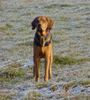 Polnische Bracke Foto: Rejent - Galicyjska Sfora (ID 19393) Polnische Bracke Hund