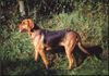 Polnische Bracke Foto: Struna Goniwiatr (ID 3051) Polnische Bracke Hund