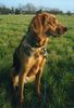 Polnische Bracke Foto: Die Allerbeste (ID 35051) Polnische Bracke Hund