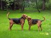 Polnische Bracke Foto: Dunia, Poszly w las, Polen (ID 18142) Polnische Bracke Hund