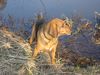 Polnische Bracke Foto: CAMENA Cantus Caninus (ID 18493) Polnische Bracke Hund