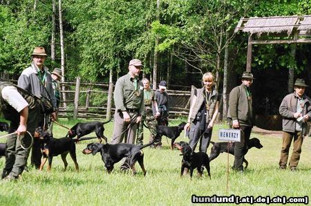 Polnische Bracke Hunde Foto 14631 Polnische Bracke Polnische Bracke