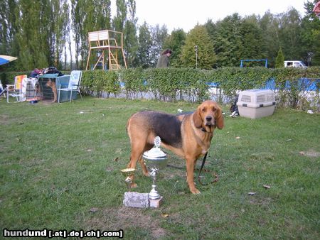 Polnische Bracke Hunde Foto 19609 Polnische Bracke