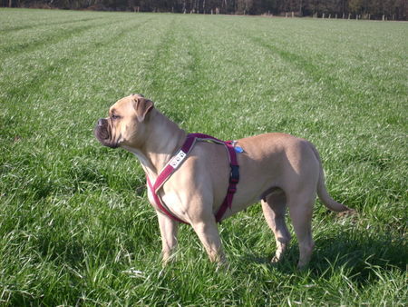 Olde English Bulldogge Blick in die Ferne